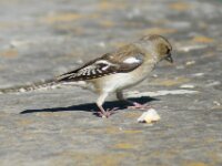 Bodensee Birds 06