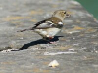 Bodensee Birds 07