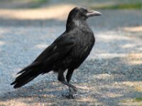 Bodensee Birds 08