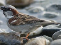 Bodensee Birds 22