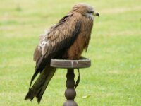 Roofvogels