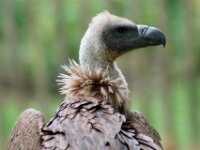Paradisio Roogvogel 06
