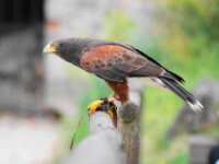 Paradisio Roogvogel 12