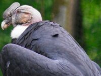 Paradisio Roogvogel 66