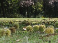 Brielmeersen 2009 033