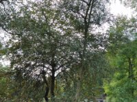 Herfstrit Esch sur Sure 011