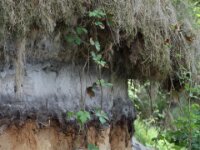 BlauweKei 11