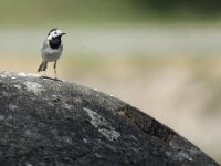 BlauweKei 19