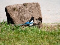 BlauweKei 4