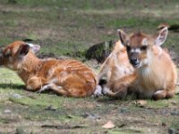 Basterdwaterbok (4a)