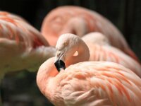 Flamingo (5)
