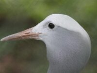 Grijze Kraanvogel