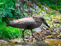 Hamerkop