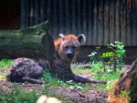 Hyena (4)