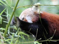Kleine Panda (11)