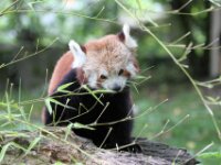 Kleine Panda (2)