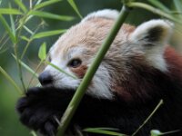 Kleine Panda (9)