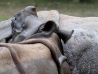 Neushoorn (2)