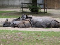 Neushoorn