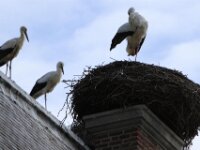 Ooievaar (17)