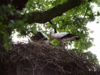 Ooievaar (4)