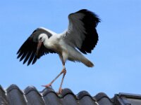 Ooievaar6 (12)