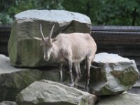 Oryx