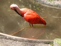 Rode Ibis (3)