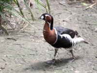 Roodhals Gans