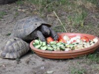 Schildpad
