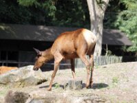 Wapiti