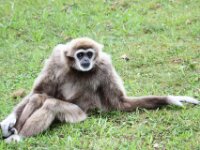 Withandgibbon (13)