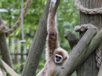 Withandgibbon (4)