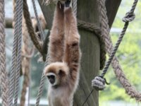 Withandgibbon (6)