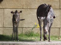 Zebra (2a)