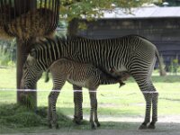 Zebra (3)