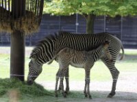 Zebra (4)