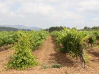 Santes Creus en Poblet - De rit 031
