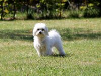 IMG 4511