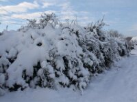 Sneeuwwandeling Tielt Poelberg 002