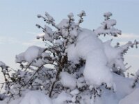 Sneeuwwandeling Tielt Poelberg 004