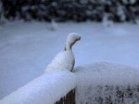 Sneeuwwandeling Tielt Poelberg 011