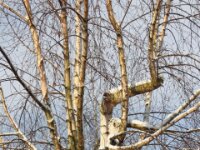 Sneeuwwandeling Tielt Poelberg 023