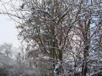 Sneeuwwandeling Tielt Poelberg 035