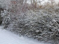 Sneeuwwandeling Tielt Poelberg 037