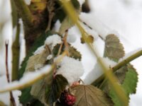 Sneeuwwandeling Tielt Poelberg 040