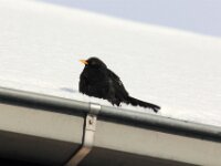 Sneeuwwandeling Tielt Poelberg 043