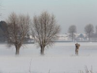 Sneeuwwandeling Tielt Poelberg 079