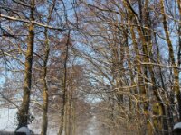 Sneeuwwandeling Tielt Poelberg 099