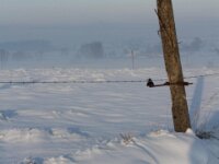 Sneeuwwandeling Tielt Poelberg 109